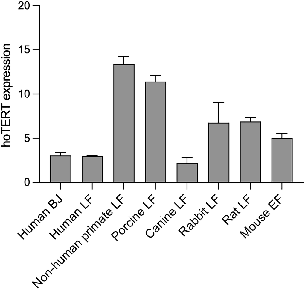 hTERT is expressed in different species. hTERT expression levels in pLOC-hTERT infected human BJ, human lung fibroblasts, non-human primate lung fibroblasts, porcine lung fibroblasts, canine lung fibroblasts, rabbit lung fibroblasts, rat lung fibroblasts, and in Tert−/− mouse embryonic fibroblasts. pLOC-empty infected cells were used as negative controls and hTERT expression was undetected in all cell lines. Transcriptional hTERT was analyzed 10 days post-infection, and samples were analyzed in triplicate. The y-axis represents the mean 2ΔCT, and the error bars represent the standard error.