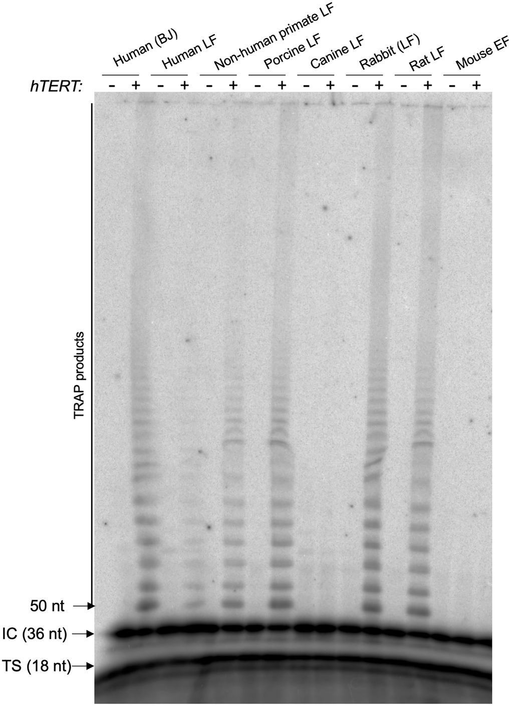hTERT is active by TRAP in human, non-human primate, porcine, rabbit, and rat cells, and inactive in canine and mouse cells. Telomerase Repeat Addition Protocol (TRAP) in cells transduced either with pLOC-empty or pLOC-hTERT. Abbreviations: IC: internal control for the PCR efficiency; TS: telomerase substrate. The number of nucleotides (nt) of IC, TS and the first TRAP amplified fragment are indicated.
