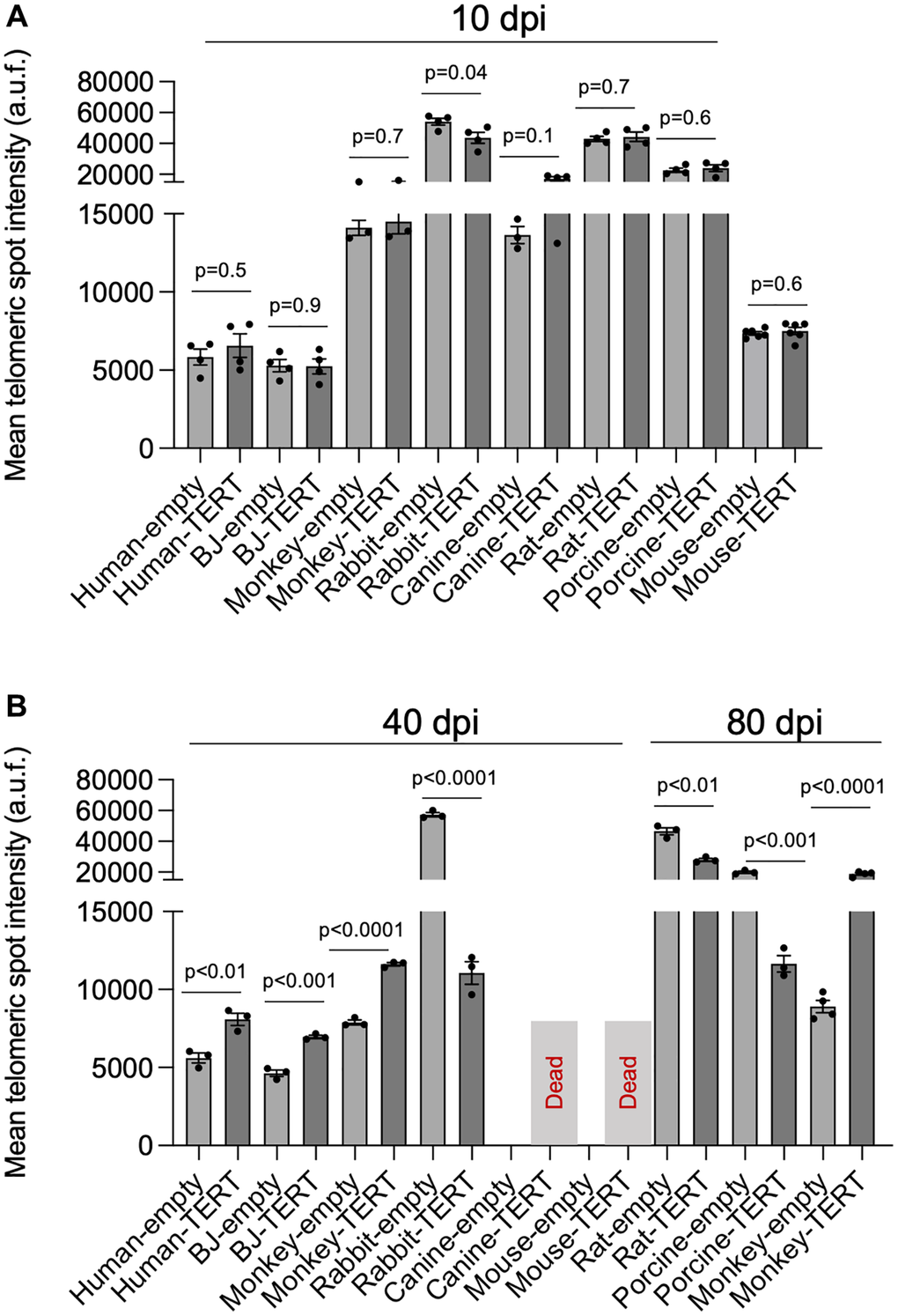 hTERT progressively lengthens telomeres with passages in human and in non-human primate cells. (A, B) Telomere length analysis by HT-qFISH in human BJ, human lung fibroblasts, non-human primate lung fibroblasts, porcine lung fibroblasts, canine lung fibroblasts, rabbit lung fibroblasts, rat lung fibroblasts, and in Tert−/− mouse embryonic fibroblasts transduced either with pLOC-empty or pLOC-hTERT. Cells were analyzed at 10 (A), 40, or 80 (B) days post-infection (dpi). The assays were performed in 3–4 replicas. The bars represent the mean value, and the error bars the standard error. The statistical significance was calculated by an unpaired Student’s t-test (two-tailed).