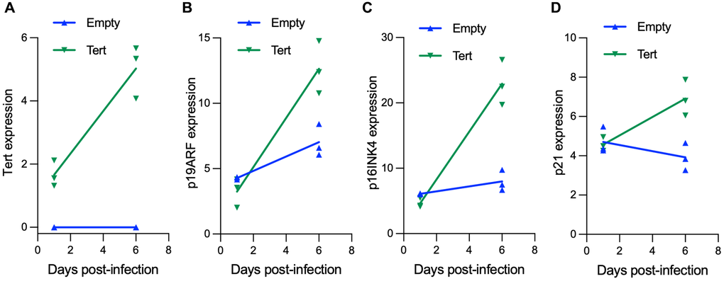 hTERT expression in mouse fibroblasts induces cell senescence. Mouse embryonic fibroblasts were transduced either with pLOC-empty or pLOC-hTERT, and samples were taken at day 1 and at day 6 post-infection. (A–D) hTERT (A) and the senescence markers p19ARF (Cdkn2A gene) (B), p16Ink4A (Cdkn2A gene) (C) and p21 (Cdkn1A gene) (D) transcriptional expression was analyzed by RT-q-PCR.