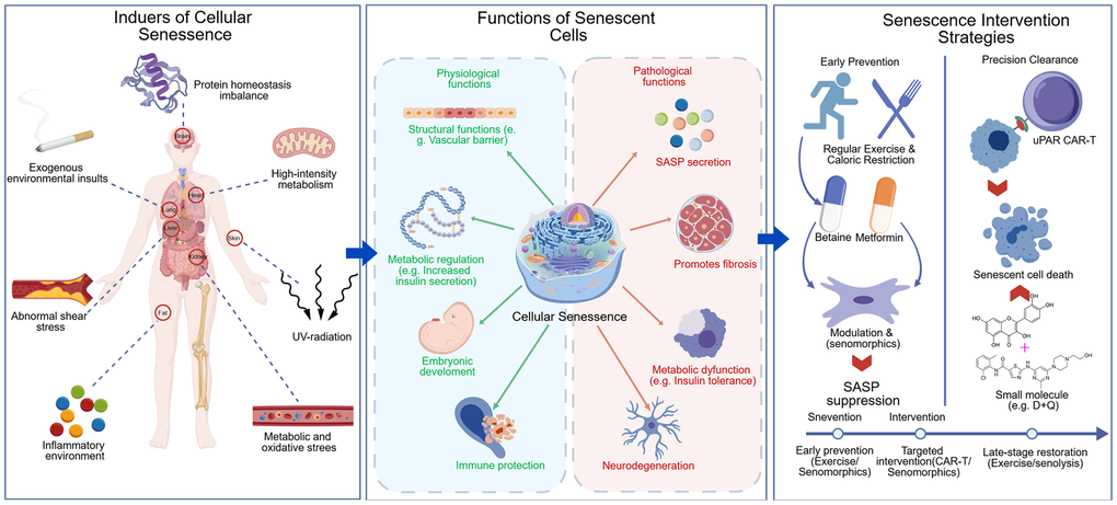 foxo4-dri nct Cellular senescence: from pathogenic mechanisms to precision anti-aging  interventions