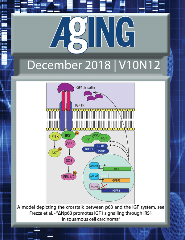 The cover for issue 12 of Aging features Figure 5 "A model depicting the crosstalk between p63 and the IGF system" from Frezza et al.