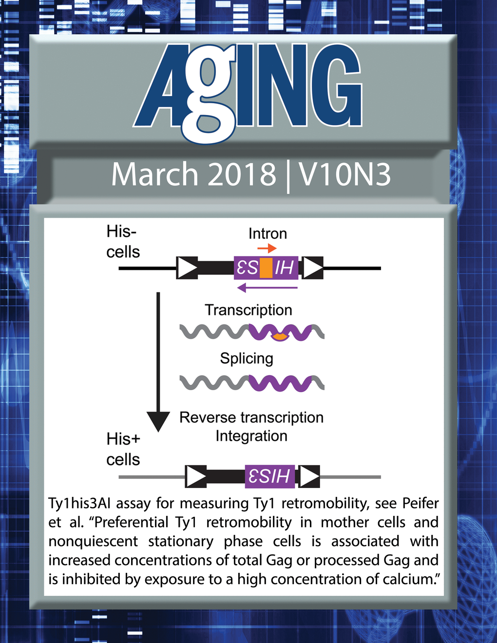 The cover for issue 3 of Aging features Figure 1 "Preferential Ty1 retromobility in mother cells and nonquiescent stationary phase cells is associated with increased concentrations of total Gag or processed Gag and is inhibited by exposure to a high concentration of calcium" from Peifer and Maxwell.