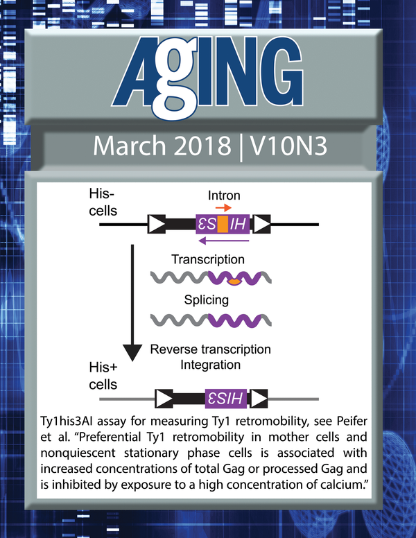 The cover for issue 3 of Aging features Figure 1 "Preferential Ty1 retromobility in mother cells and nonquiescent stationary phase cells is associated with increased concentrations of total Gag or processed Gag and is inhibited by exposure to a high concentration of calcium" from Peifer and Maxwell.