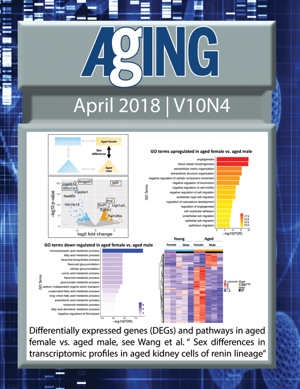 The cover for issue 4 of Aging features Figure 6 "Differentially expressed genes (DEGs) and pathways in aged female vs. aged male" from Wang et al.