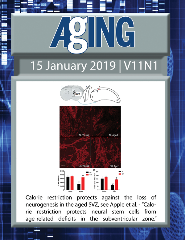 The cover features Figure 2 "Calorie restriction protects against the loss of neurogenesis in the aged SVZ" from Apple et al.