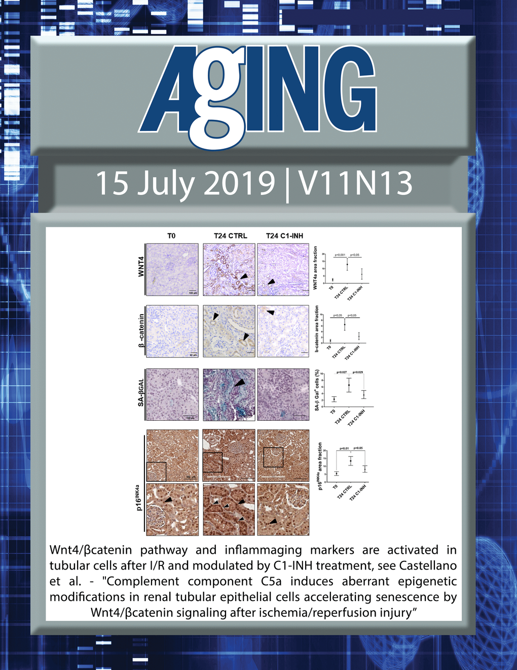 The cover features Figure 7 "Wnt4/βcatenin pathway and inflammaging markers are activated in tubular cells after I/R and modulated by C1-INH treatment" from Castellano et al.