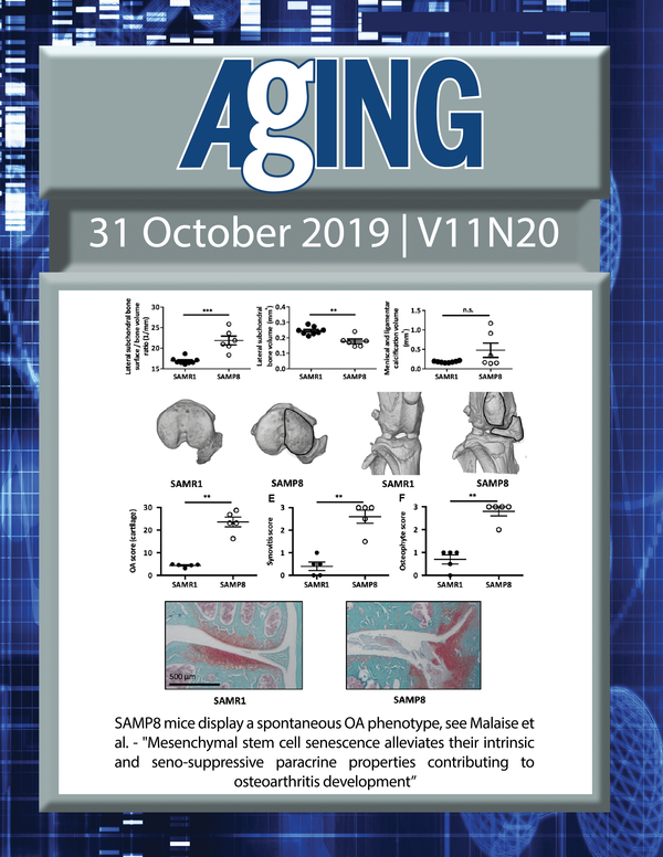 The cover features Figure 4 "SAMP8 mice display a spontaneous OA phenotype" from Malaise et al.