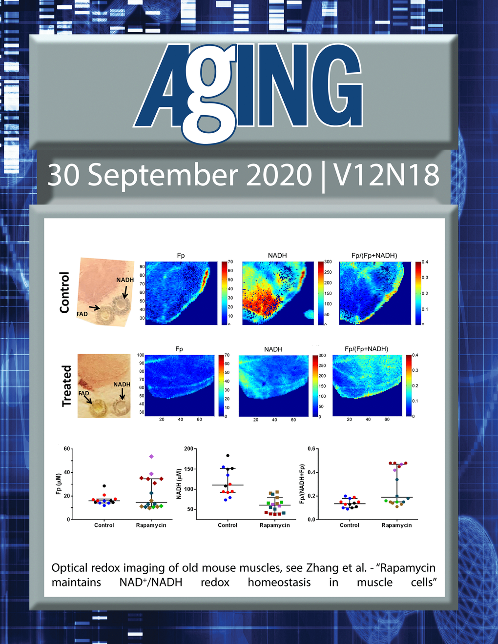 The cover features Figure 6 "Optical redox imaging of old mouse muscles.“ from Zhang et al.