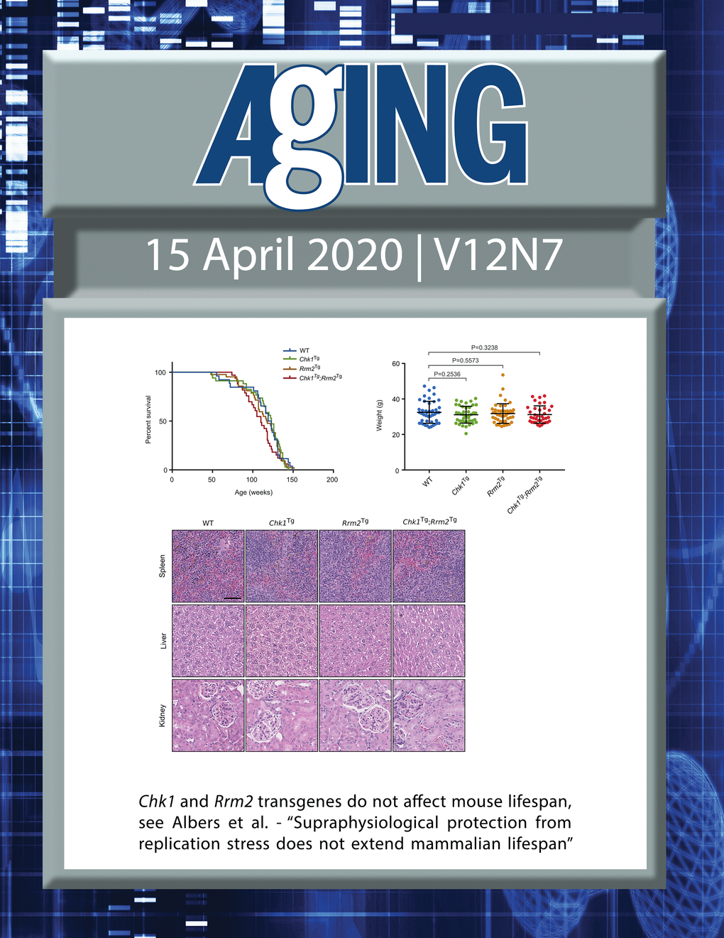 The cover features Figure 2 "Chk1 and Rrm2 transgenes do not affect mouse lifespan“ from Albers et al.