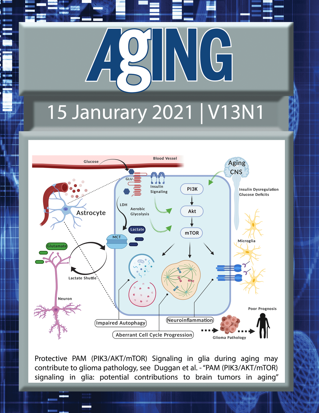 The cover features Figure 1 "PAM (PIK3/AKT/mTOR) signaling in glia during aging may contribute to glioma pathology“ from Duggan et al.