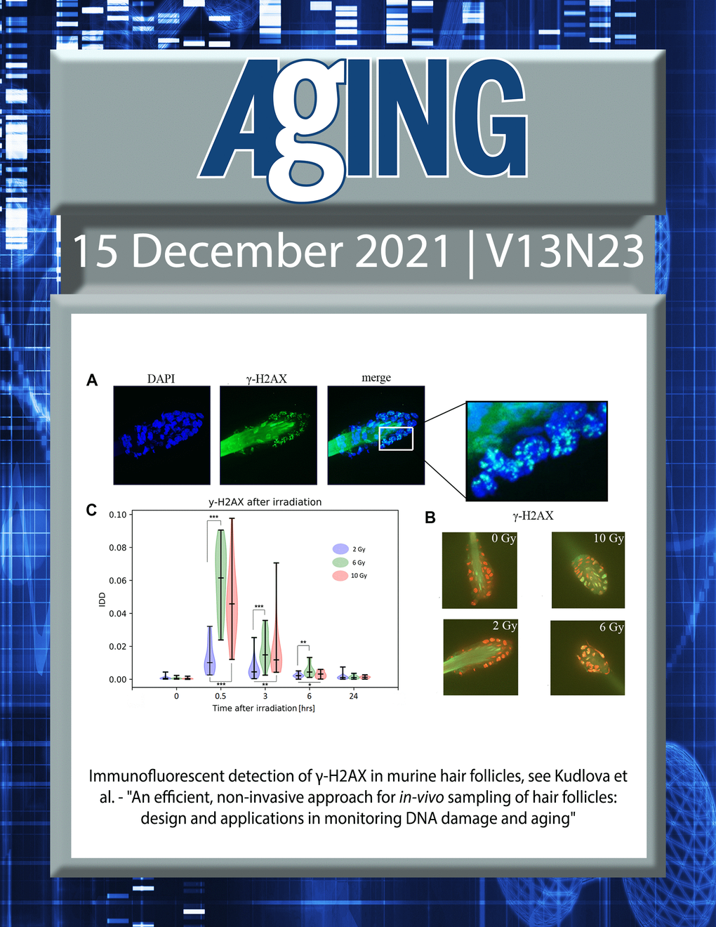 The cover features Figure 5 "Immunofluorescent detection of γ-H2AX in murine hair follicles" from Kudlova et al.