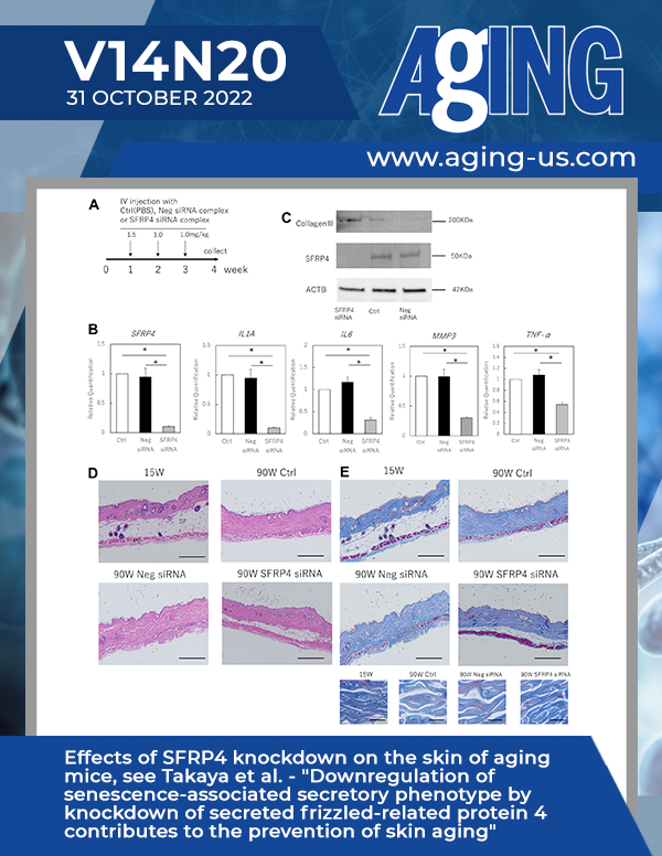 The cover features Figure 4 "Effects of SFRP4 knockdown on the skin of aging mice" from Takaya et al.