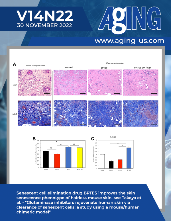 The cover features Figure 6 "Senescent cell elimination drug BPTES improves the skin senescence phenotype of transplanted aged human skin" from Takaya et al. 