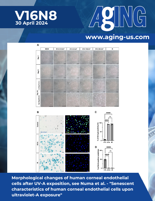 The cover features Figure 1 " Morphological changes of human corneal endothelial cells after UV-A exposition" from Numa et al.