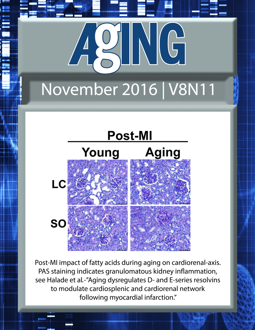 The cover for issue 11 of Aging features Figure 6B, ''Aging dysregulates D- and E-series resolvins to modulate cardiosplenic and cardiorenal network following myocardial infarction" from Halade et al.