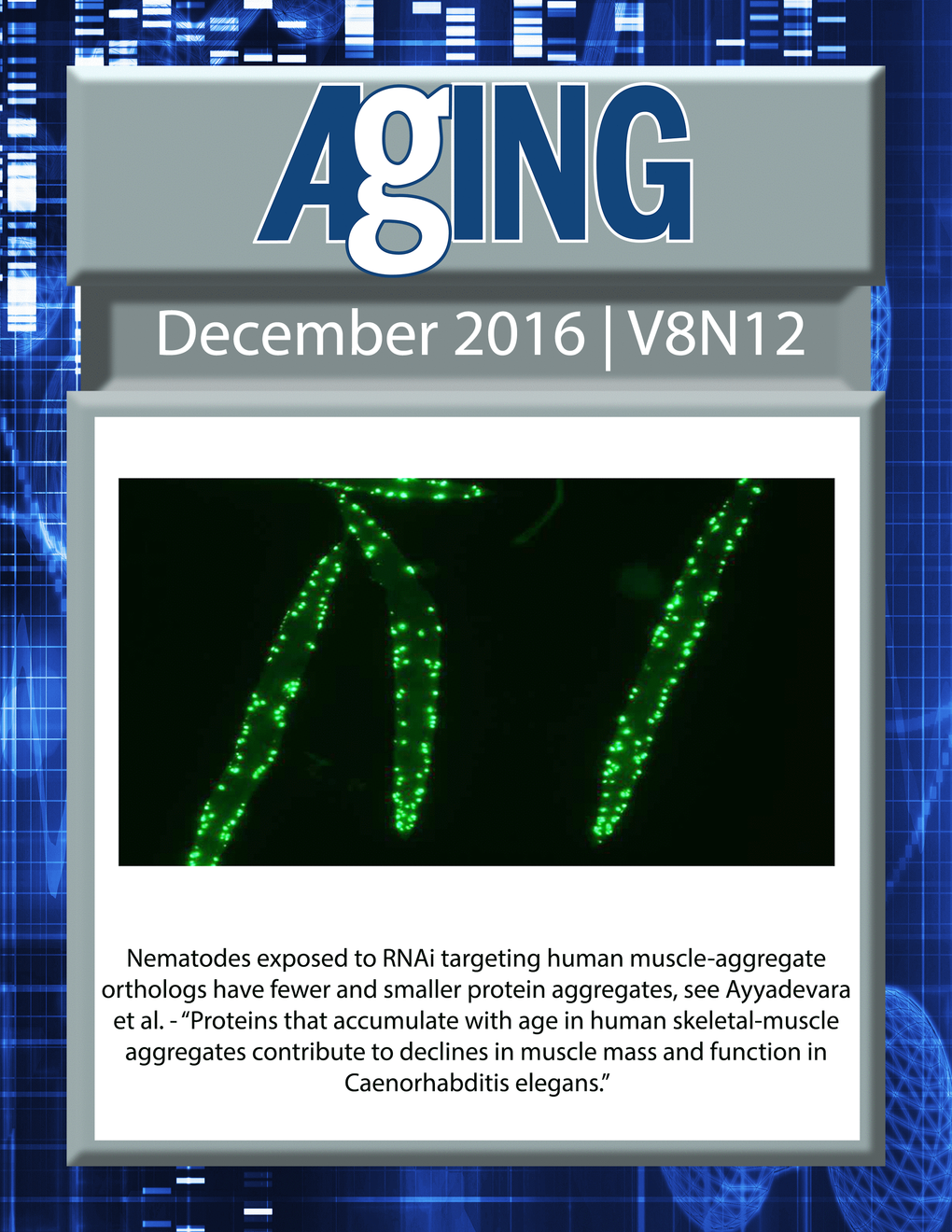 The cover for issue 12 of Aging features Figure 2B, ''Nematodes exposed to RNAi targeting human muscle-aggregate orthologs have fewer and smaller protein aggregates" from Ayyadevara et al.
