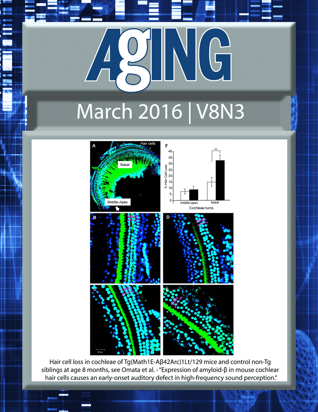 The cover for issue 3 of Aging features Figure 5, 'Expression of amyloid-β in mouse cochlear hair cells causes an early-onset auditory defect in high-frequency sound perception' from Omata et al.