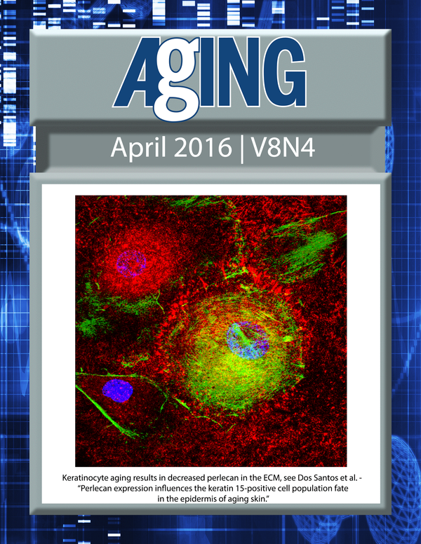 The cover for issue 4 of Aging features Figure 2A, 'Perlecan expression influences the keratin 15‐positive cell population fate in the epidermis of aging skin' from Dos Santos et al.