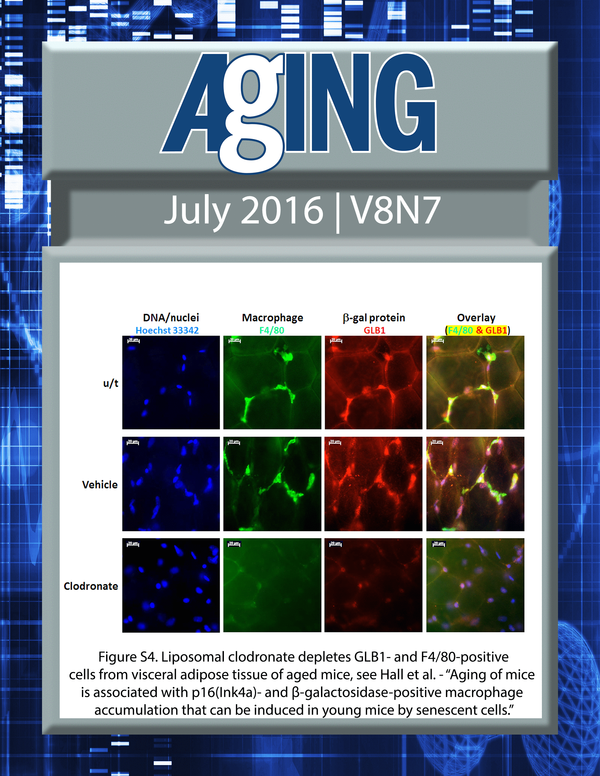 The cover for issue 7 of Aging features Figure S4, 'Aging of mice is associated with p16(Ink4a)- and β-galactosidase-positive macrophage accumulation that can be induced in young mice by senescent cells' from Hall et al.