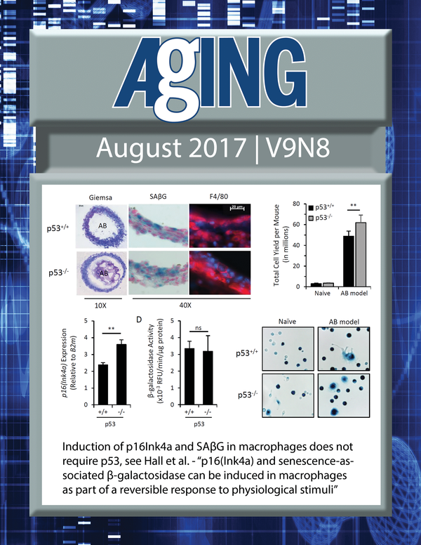 The cover for issue 8 of Aging features Figure 1 "Induction of p16Ink4a and SAβG in macrophages does not require p53." from Hall et al.