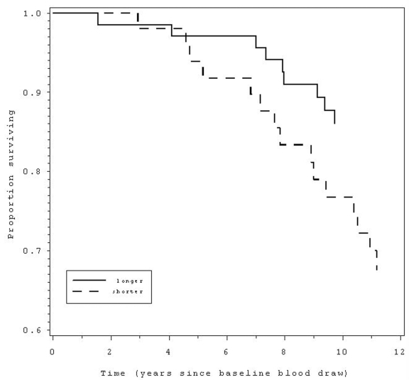  Those with shorter (below median) telomere length at baseline (dashed line) had 2.3 times greater likelihood of mortality over the following 12 years compared to those with longer telomeres (solid line). 