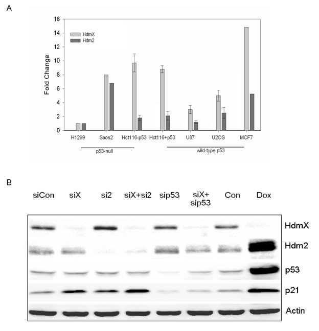  (A) RT-PCR analysis of hdmX and hdm2 gene expression in various human cell lines. The endogenous levels of hdmX and hdm2 were determined relative to H1299 cells. All samples were normalized to GAPDH. (B) RNAi knockdown of HdmX or Hdm2 triggers p53-dependent p21 induction. Western blot analysis of indicated proteins from the various siRNA or doxorubicin (Dox) treated MCF7 cells. Knockdowns of the indicated proteins were greater than 80%. Protein extracts were made 24 hours after the last siRNA transfection or treatment with 5 μg/ml doxorubicin. 