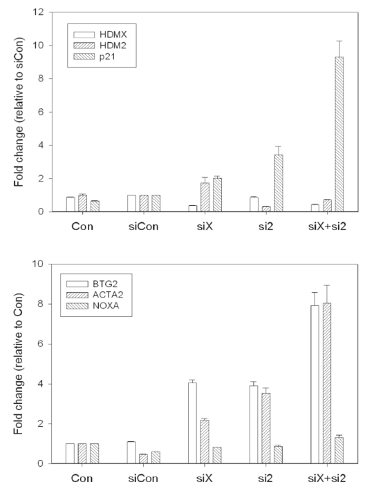 RT-qPCR validation of siRNA knockdown in MCF7 cells. (A)