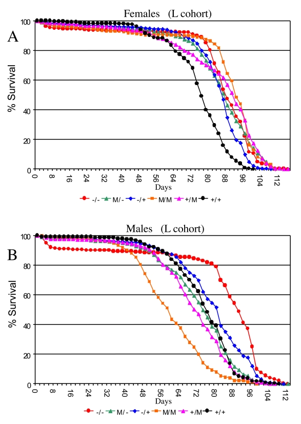 Effect of p53 mutations on life span