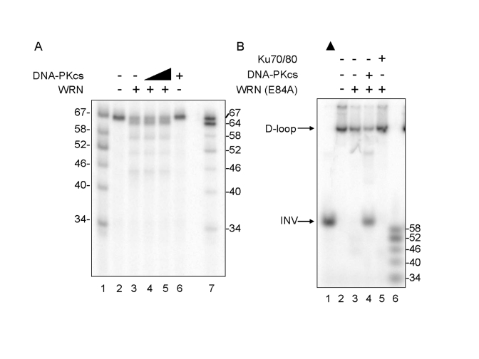  Differential Effect of DNA-PKcs on WRN helicase and exonuclease activities. (A) WRN (3.3 nM, lanes 3-5) and DNA-PKcs (3.3 nM, lane 4; 16.7 nM, lanes 5 and 6) were incubated in standard reaction buffer lacking ATP prior to addition of the D-loop substrate. Reaction products were analyzed by denaturing gel electro-phoresis. Lanes 1 and 7: A DNA ladder marker. (B) WRN (E84A) (3.3 nM, lanes 3-5) was preincubated with either DNA-PKcs (16.7 nM, lane 4) or Ku (3.3 nM, lane 5) in standard reaction buffer prior to addition of the D-loop substrate. Reaction products were analyzed by native gel electrophoresis. Lane 1: heat-denatured D-loop substrate denoted by a filled triangle. Lane 6: A DNA ladder marker. 