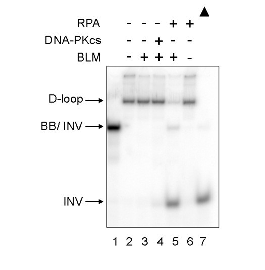  Differential effect of DNA-PKcs on WRN and BLM helicase activities. BLM (3.3 nM, lanes 3-5) and either DNA-PKcs (16.7 nM, lane 4) or RPA (16.7 nM, lanes 5 and 6) were incubated in standard reaction buffer prior to addition of the D-loop substrate. Lane 1: A DNA marker, [32P]-INV annealed with BB. Lane 7: heat-denatured D-loop substrate denoted by a filled triangle. 