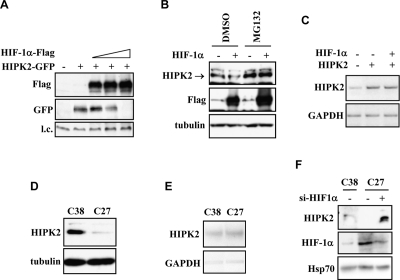 HIF-1α regulates HIPK2 protein degradation