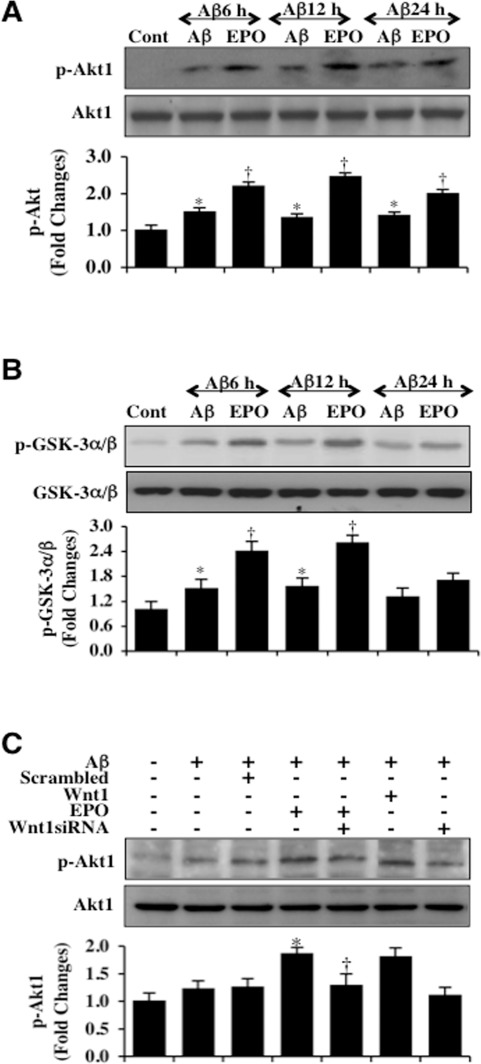 EPO maintains Akt1 activation through Wnt1 during Aβ exposure