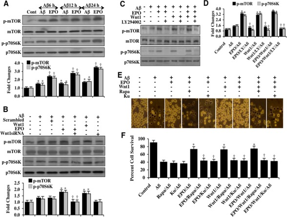 EPO oversees Wnt1, mTOR and p70S6K and the PI 3-K/Akt1 pathway to protect microglia during Aβ exposure