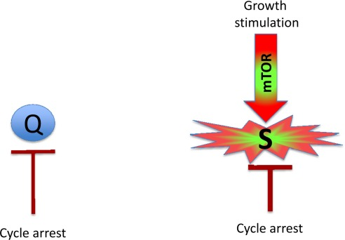 Quiescence versus senescence