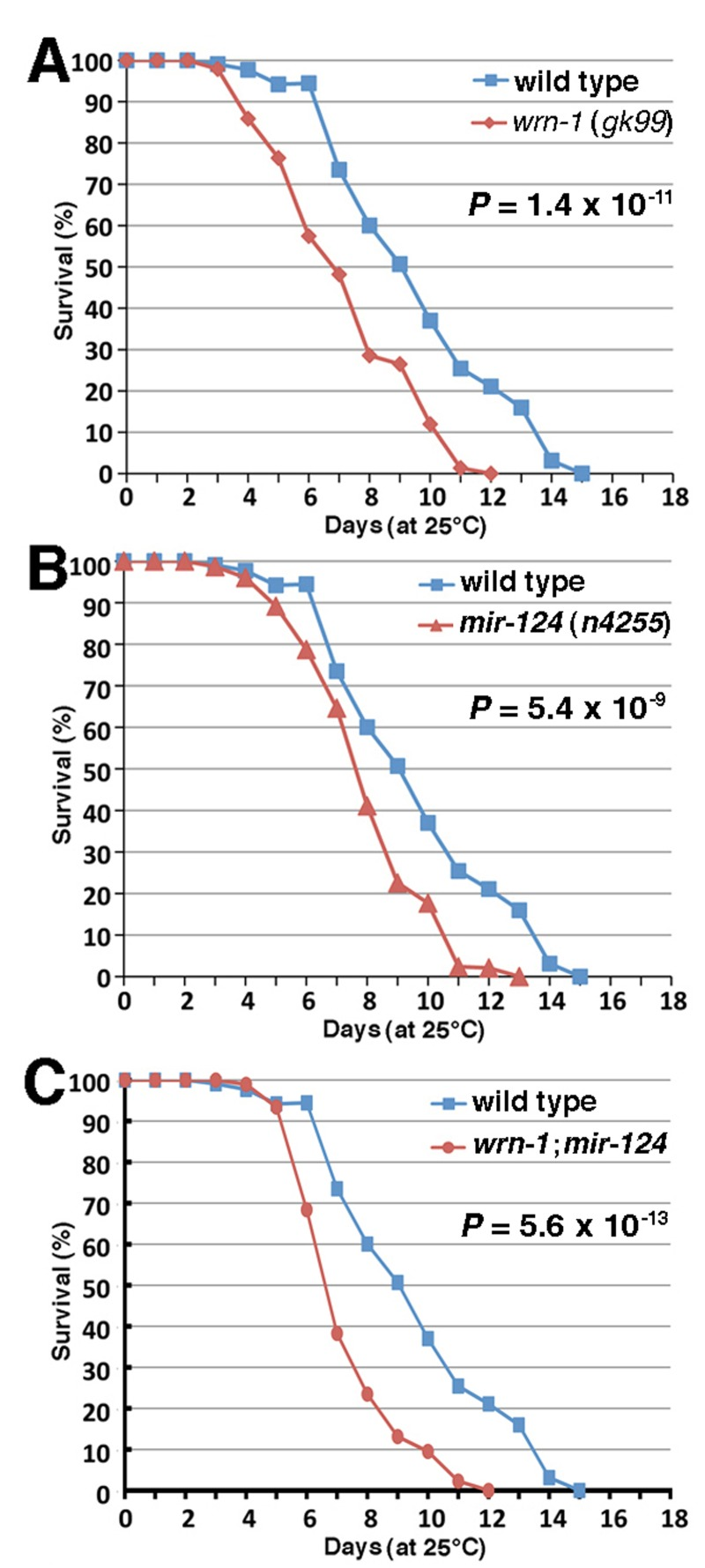 Life span of wild type and mutant C. elegans animals. (A) Survival curves of wild type (N2) and wrn-1(gk99) animals grown at 25°C. (B) Survival curves of wild type (N2) and mir-124 (n4255) strains grown at 25°C. (C) Survival curves of wild type (N2) and wrn-1;mir-124 double mutant animals grown at 25°C. All experiments were performed with five different pools of 20 to 30 animals of each genotype. The indicated P-values were obtained using the log-rank test method.