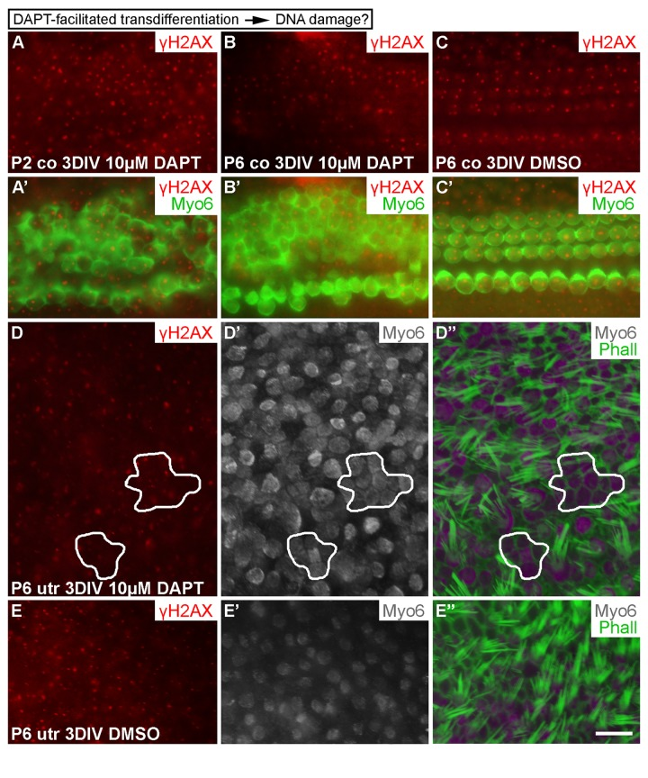 Transdifferentiation does not trigger DNA damage. (A-C') In both P2 and P6 cochlear explants, DAPT treatment for 3 DIV triggers production of ectopic, myo6-labeled outer hair cells. The extent of γH2AX expression is similar as in non-treated cochleas. (D-E'') Similarly, in P6 utricular explants, DAPT treatment for 3 DIV triggers production of ectopic, myo6-labeled hair cells. New hair cells (outlined in D-D'') are in direct contact with each other and lack mature stereociliary bundles, based on myo6 and phalloidin labelings. The extent of γH2AX expression in ectopic hair cells is similar to normally developed hair cells and to hair cells in vehicle-treated control utricles. Abbreviations: co, cochlea; γH2AX, Ser 139 phospho-rylated histone H2AX; Myo6, myosin 6; Phall, phalloidin; utr, utricle. Scale bar, shown in E'': A-C', 20 µm; D-E'', 13 µm.