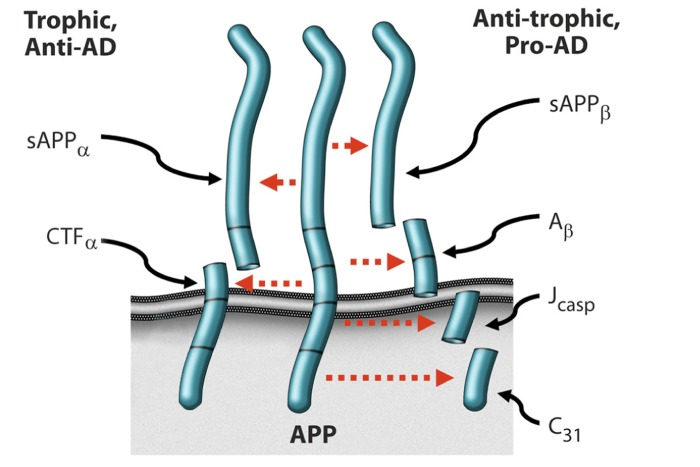 Alternative processing of, and signaling by, APP. [5].