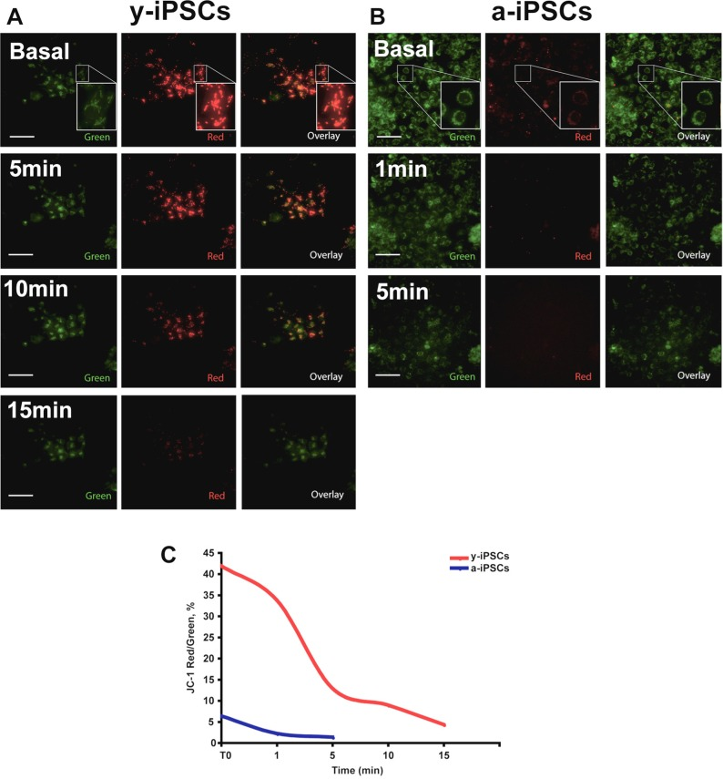 y- and a-iPSCs present differences in basal MMP and following H2O2 exposure