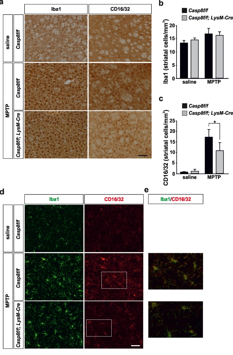 Microglial caspase-8 deficiency ameliorates MPTP-induced proinflammatory microglia activation in the striatum