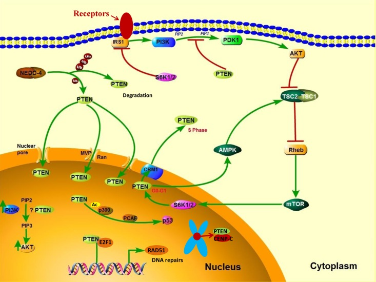 PTEN's cytoplasmic and nuclear functions