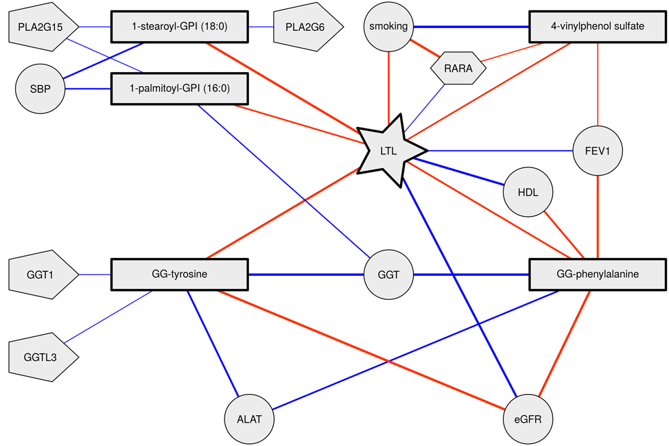 Telomere length, metabolite and phenotype interrelationships