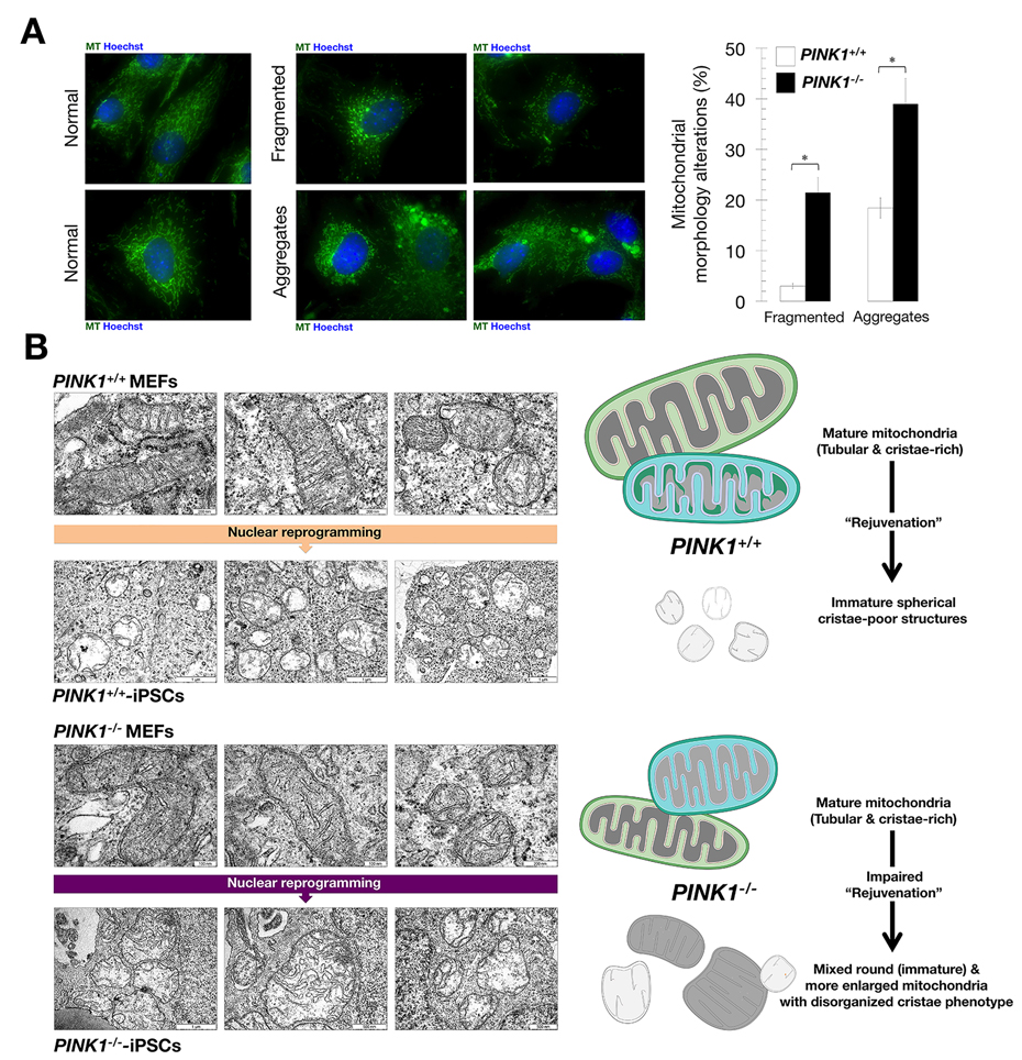 Mitophagy deficiency impedes the rejuvenation of mitochondria networks in iPSCs