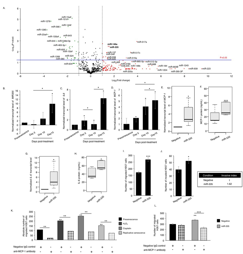 Senescent oral fibroblasts differentially express SASP-associated miRNAs