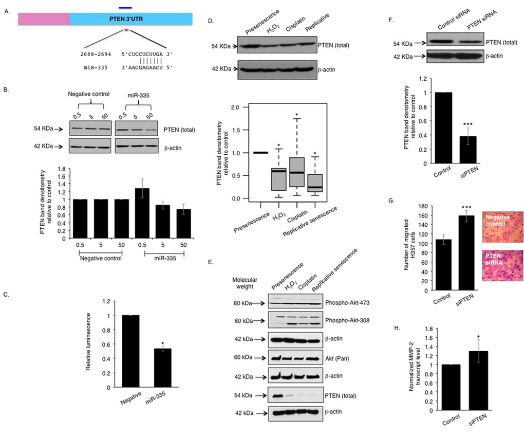 miR-335 represses PTEN function in senescent oral fibroblasts