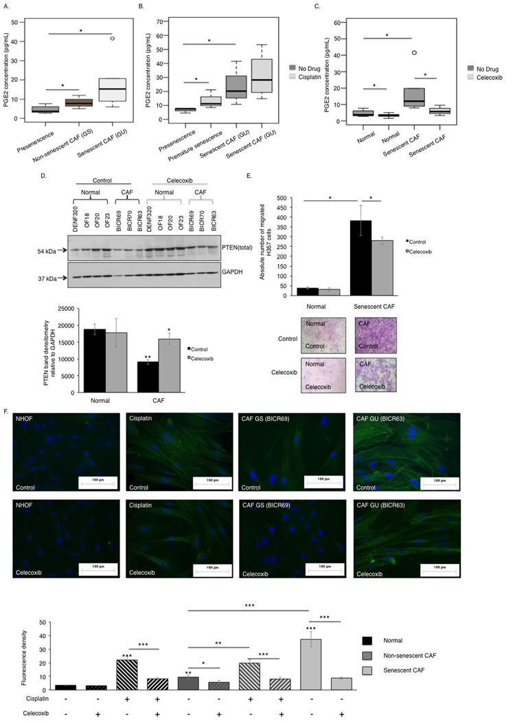 The COX-2/PTEN axis regulates the pro-tumourigenic phenotype of senescent CAF