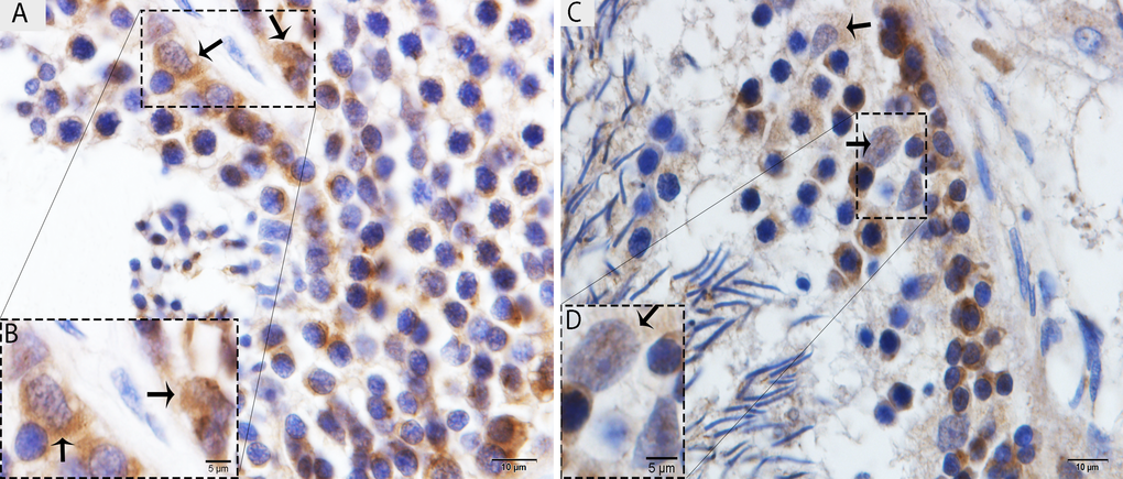 Light micrograph of LC3 localization in the testis. (A) The immunoreactivity shows strong positive expression on the Sertoli cells in May. (B) A higher magnification of the rectangular area. (C) Weak, positive expression on the Sertoli cells in October. (D) Illustration of rectangular area. Scale bar= 10μm (A, C) and 5μm (B, D).