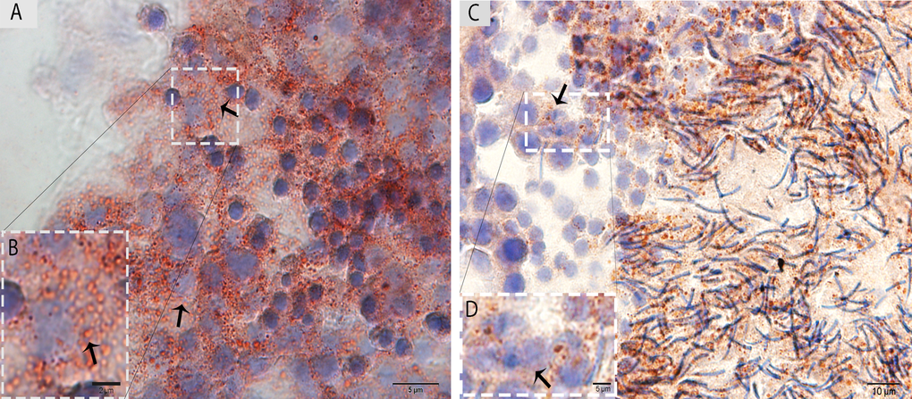 Light micrograph of Oil Red O staining in the testis. (A)The ORO staining shows a large number of lipid droplets in the Sertoli cells (arrow) in May. (B) A higher magnification of the rectangular area. (C) Lower numbers of lipid droplets in the Sertoli cells (arrow) in October are observed. (D) Illustration of the rectangular area. Scale bar= 10μm (A, C), 2μm (B) and 5μm (D).