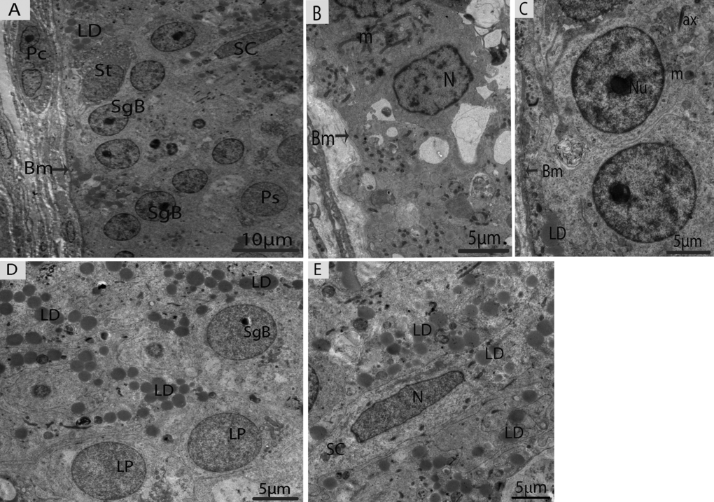 Electron micrograph of seminiferous tubules in May. (A) Seminiferous tubules contain type B spermatogonia and early spermatocytes. (B) Type-A spermatogonia. (C) Type-B spermatogonia. (D) The numerous lipid droplets are observed around leptotene spermatocytes. (E) Sertoli cells contained lipid droplets. Bm: basal membrane; SgB: spermatogonia type B; Ps: primary spermatocyte; SC: Sertoli cell; LD: lipid droplets; Lp: leptotene spermatocyte; N: nucleus; m: mitochondria; ax: axonome; Pc: peritubular cell; St: stem cell. Scale bar= 10μm (A) and 5μm (B, C, D, E).