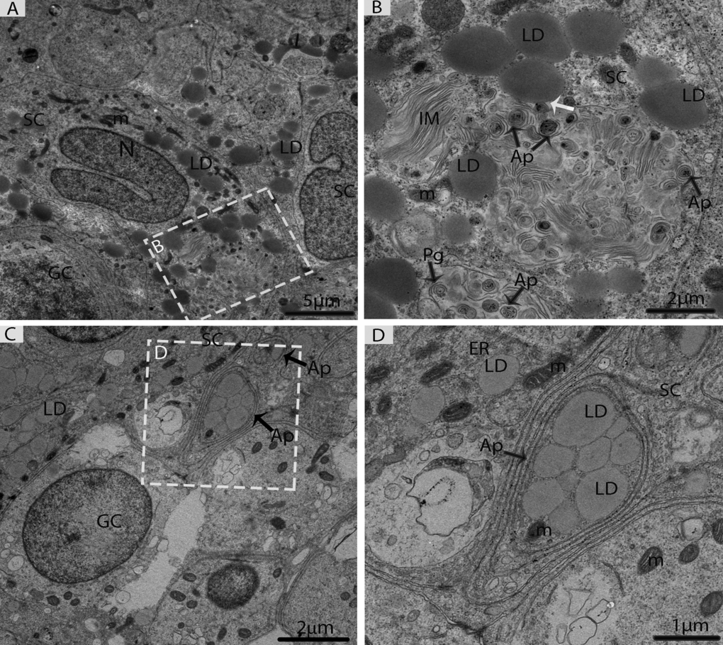 Electron micrograph of Sertoli cells during consumption of lipid droplets via lipophagy in May. (A) Sertoli cells contained numerous lipid droplets. (B) Illustration of Fig. A (rectangular area) shows the lipid droplets in contact with a phagophore and autophagosomes (white arrow). (C) Lipid droplets enclosed in the autophagosome. (D) Higher magnification of the square from Fig. C. SC: Sertoli cell; LD: lipid droplets; IM: isolation membranes; Ap: autophagosome; Pg: phagophore; GC: germ cell; m: mitochondria; ER: endoplasmic reticulum. Scale bar= 5μm (A), 2μm (B, C) and1μm (D).